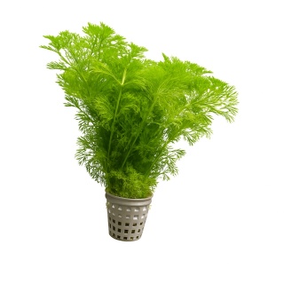 Limnophila sessiliflora, koszyk XXL – szybki wzrost i zero problemów