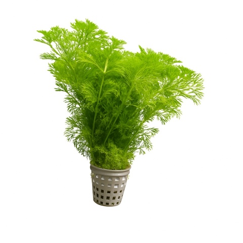 Limnophila sessiliflora, koszyk XXL – szybki wzrost i zero problemów