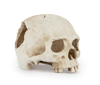 Happet Czaszka 15 cm R177 – ozdoba do akwarium i terrarium, kryjówka