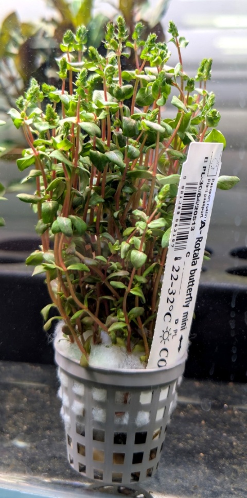 Rotala Butterfly Mini, koszyk XXL – kompaktowa, czerwona perełka