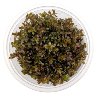 Rotala sp. 'Blood Red' rubinowa rotala, kubek 10cm in vitro