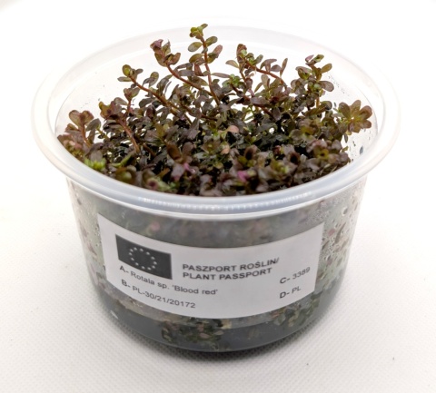 Rotala sp. 'Blood Red' rubinowa rotala, kubek 10cm in vitro