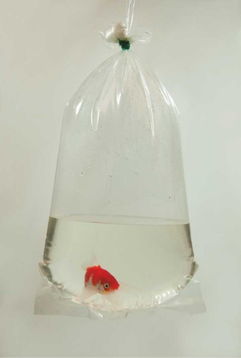 Worki do transportu ryb i krewetek 16 × 40 cm Happet 100 sztuk