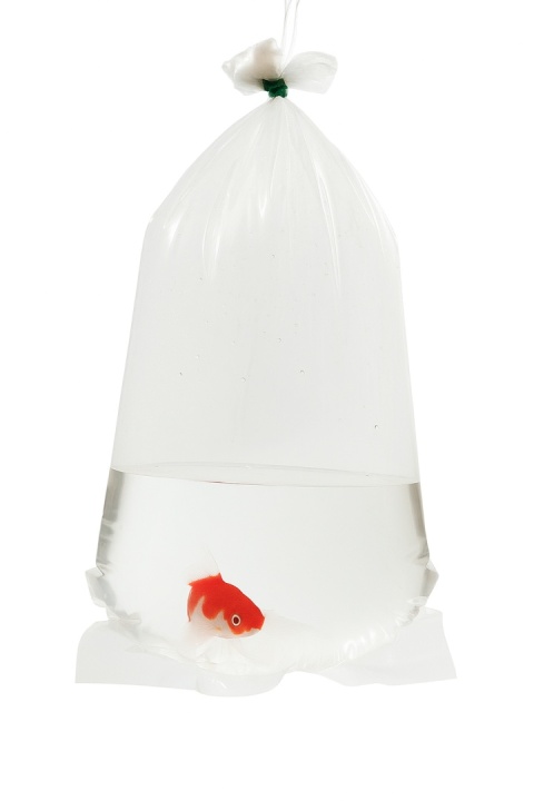 Worki do transportu ryb i krewetek 16 × 40 cm Happet 100 sztuk