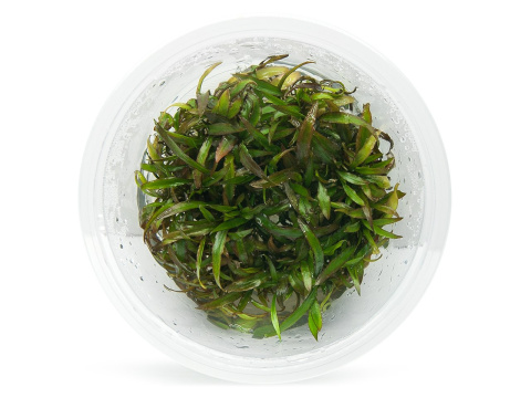 Cryptocoryne Undulata kubek 10 cm in vitro