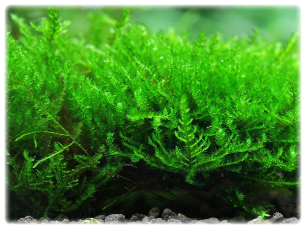 Mech Creeping moss kubek 10cm in vitro