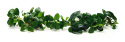 78. Anubias 'Petite' Bonsai najmniejszy - sadzonka