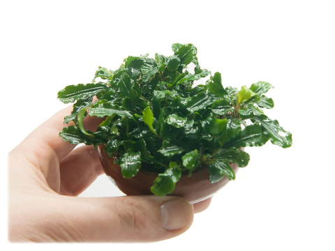 Bucephalandra Motleyana 'Melawi' w DONICZCE 10cm Bucephalandra Motleyana 'Melawi' w DONICZCE 10cm