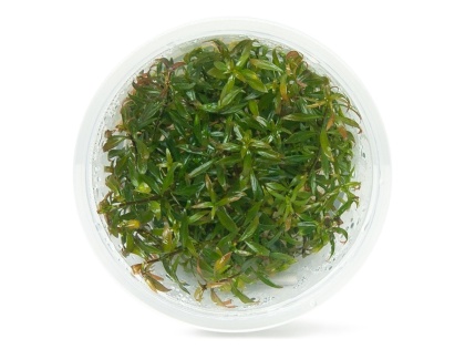 Ludwigia Brevipes Bezogonkowa kubek 10cm in vitro