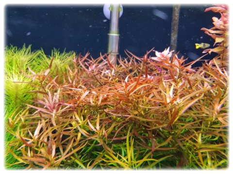 Ludwigia Brevipes Bezogonkowa kubek 10cm in vitro Ludwigia Brevipes Bezogonkowa kubek 10cm in vitro