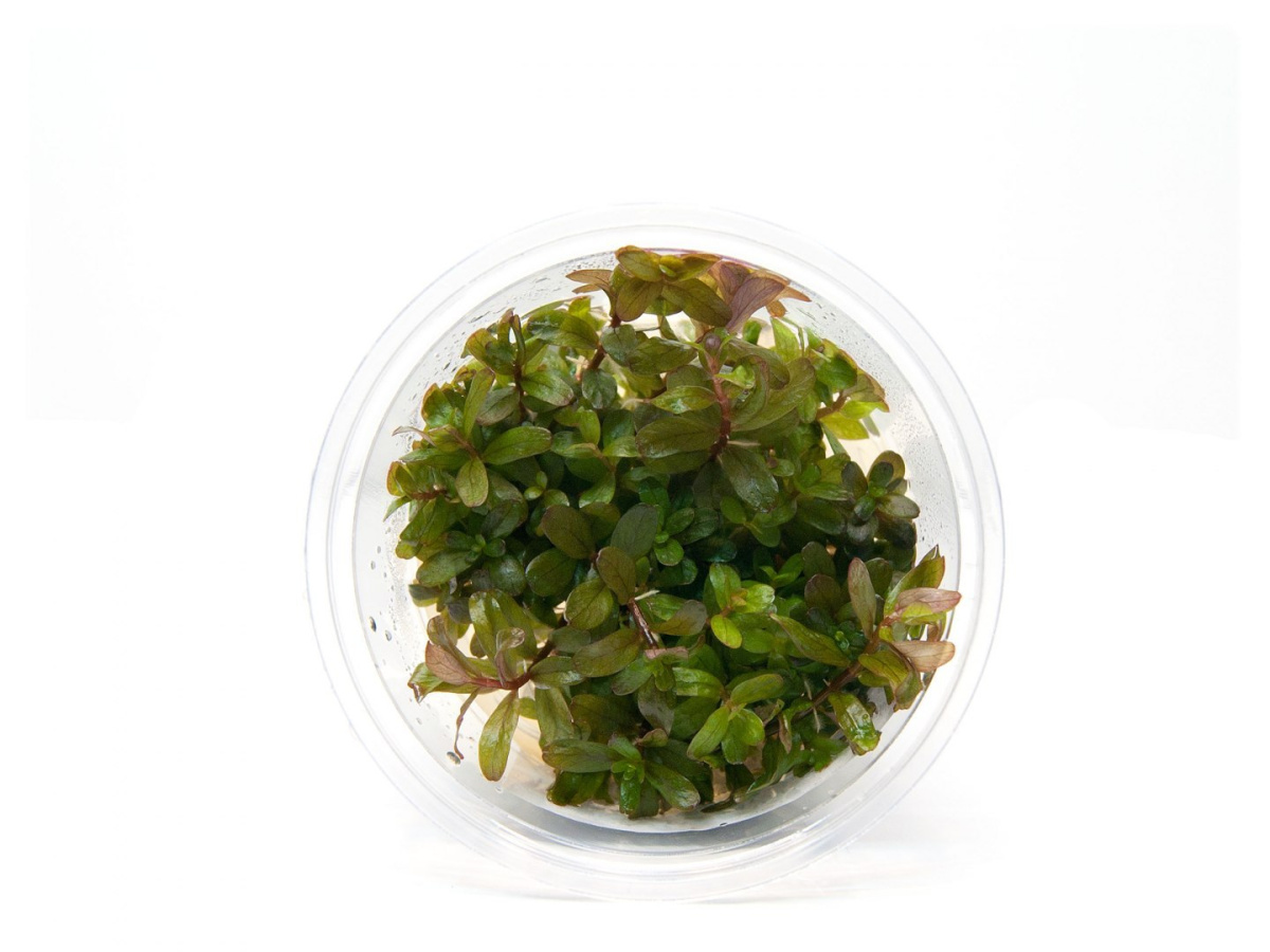Rotala Colorata (Yao Yai) kubek 5cm in vitro