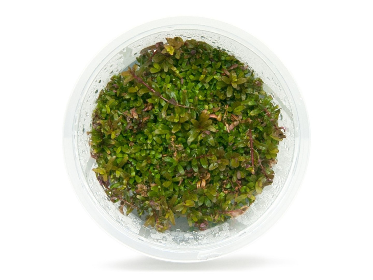 Rotala Rotundifolia 'Red' kubek 10cm in vitro