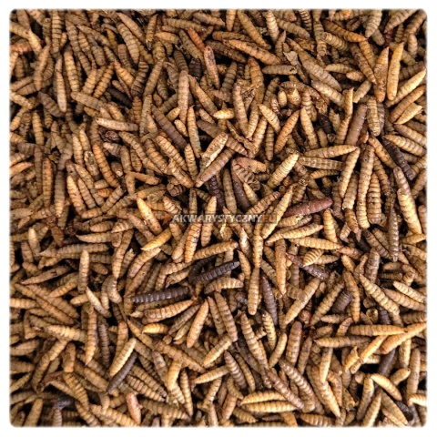 Larwy Hermetia illucens, 200 g – suszone larwy muchy czarnej żołnierki