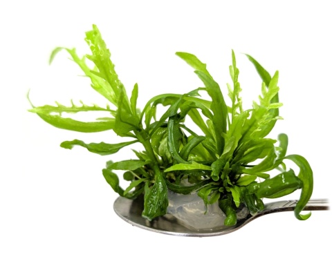 184. Hygrophila odora – hygrofila pachnąca, porcja in vitro, 2 sadzonki