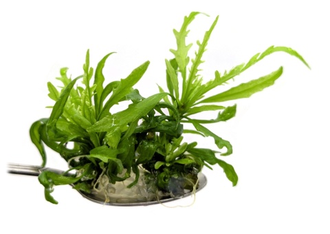 184. Hygrophila odora – hygrofila pachnąca, porcja in vitro, 2 sadzonki