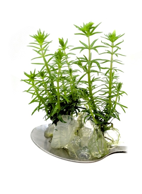 62. Pogostemon erectus, pogostemon wzniesiony, porcja in vitro, 5 sadzonek