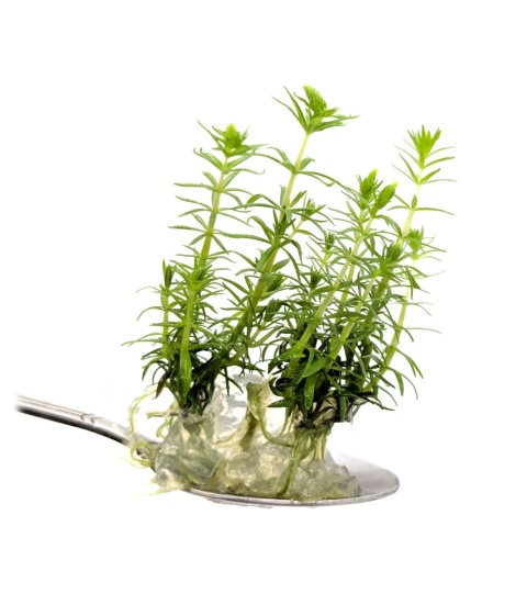 62. Pogostemon erectus, pogostemon wzniesiony, porcja in vitro, 5 sadzonek