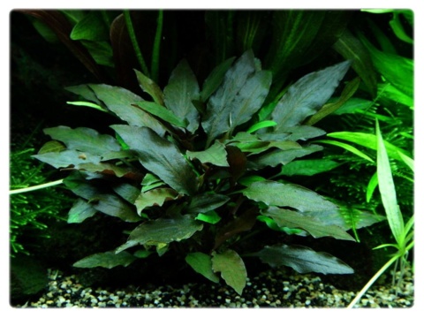 Cryptocoryne Petchii, koszyk – zwartka, pierwszy plan