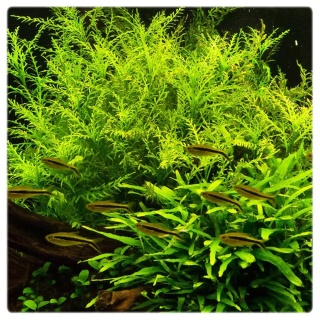 184. Hygrophila odora – hygrofila pachnąca, porcja in vitro, 2 sadzonki