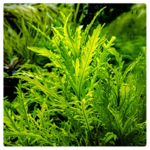 184. Hygrophila odora – hygrofila pachnąca, porcja in vitro, 2 sadzonki