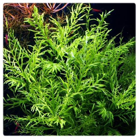 184. Hygrophila odora – hygrofila pachnąca, porcja in vitro, 2 sadzonki