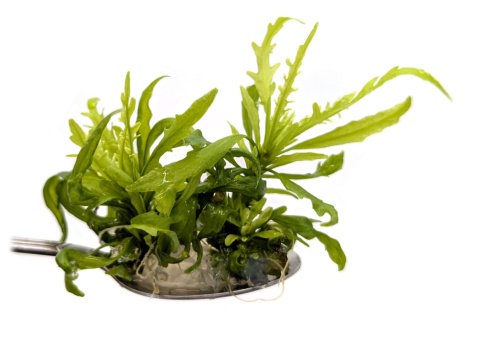 184. Hygrophila odora – hygrofila pachnąca, porcja in vitro, 2 sadzonki