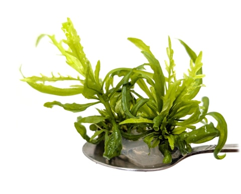 184. Hygrophila odora – hygrofila pachnąca, porcja in vitro, 2 sadzonki