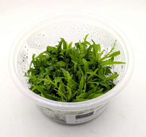 Hygrophila odora – hygrofila pachnąca, in vitro kubek 10cm, 12 sadzonek