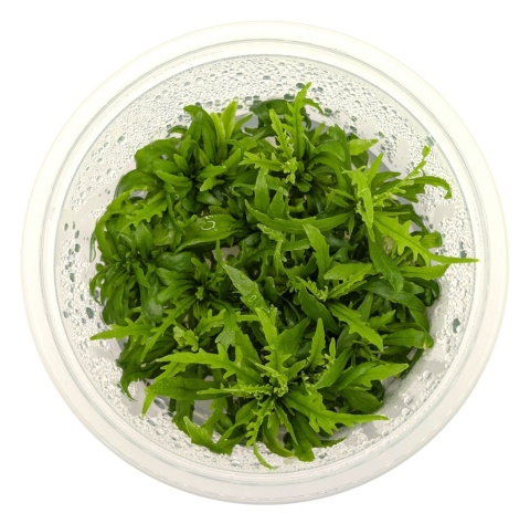 Hygrophila odora – hygrofila pachnąca, in vitro kubek 10cm, 12 sadzonek