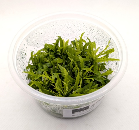Hygrophila odora – hygrofila pachnąca, in vitro kubek 10cm, 12 sadzonek