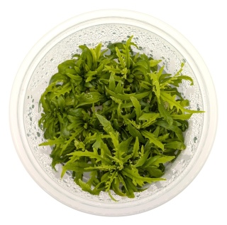 Hygrophila odora – hygrofila pachnąca, in vitro kubek 10cm, 12 sadzonek