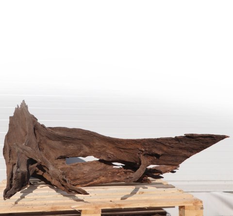 Malaysian Driftwood Giant XXXL - korzeń 150cm