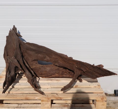 Malaysian Driftwood Giant XXXL - korzeń 150cm