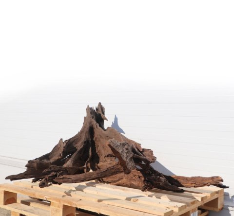 Malaysian Driftwood Giant XXXL - korzeń 150cm