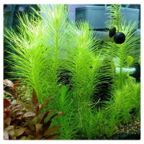 Pogostemon erectus, pogostemon wzniesiony, kubek 10cm, pojemnik XL in vitro