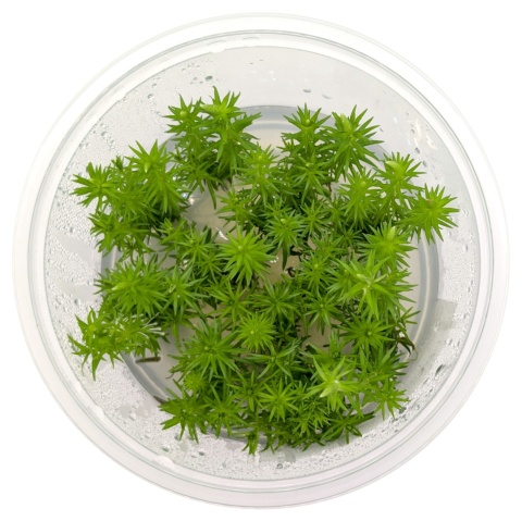 Pogostemon erectus, pogostemon wzniesiony, kubek 10cm, pojemnik XL in vitro