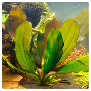 Echinodorus Mystery, koszyk – żabienica ciemnozielona (tylny plan)