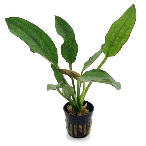 Echinodorus Red Edge, koszyk – żabienica o czerwonych obrzeżach liści