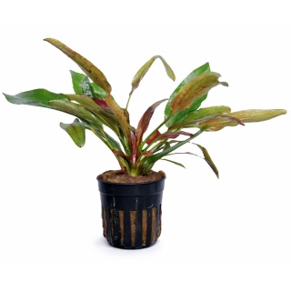 Echinodorus Fire Phoenix, koszyk – żabienica czerwono-zielona