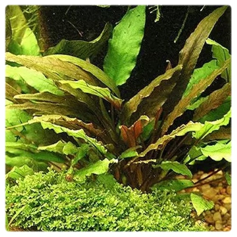 Cryptocoryne Axelrodii, koszyk – żabienica Axelroda (środkowy plan)