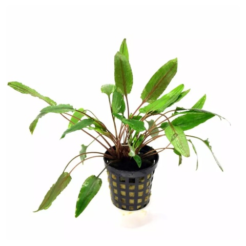 Cryptocoryne Axelrodii, koszyk – żabienica Axelroda (środkowy plan)