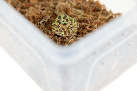 Pojemnik hodowlany BREEDING BOX 21x21x25 cm