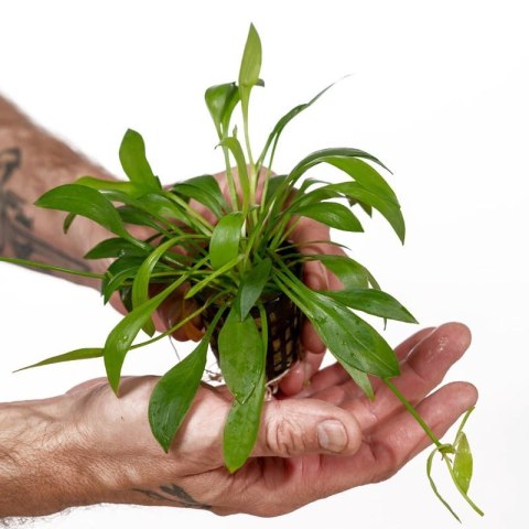 Roślina Invitro kubek mini - Echinodorus Quadricostatus