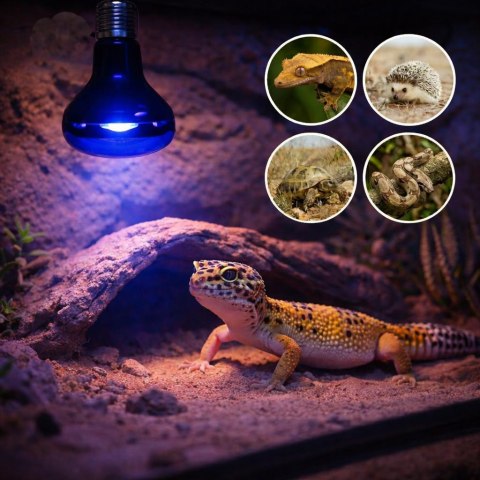 Żarówka Terra Night Heat Blue 60W