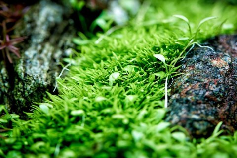 Neo Tabs Plant Tab - tabletki nawozowe