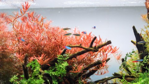 Neo Tabs Plant Tab - tabletki nawozowe