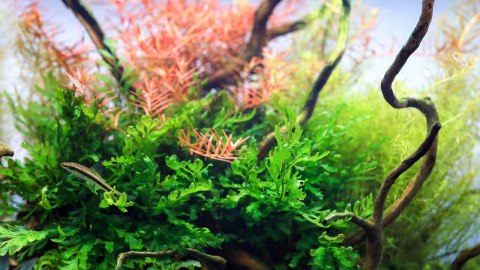 Neo Tabs Plant Tab - tabletki nawozowe