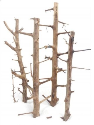 ProGrow Tree Wood XL 60-100 cm – naturalny korzeń do akwarium typu forest