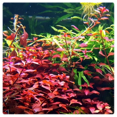 Ludwigia repens 'Red', koszyk XXL – przepiękna i łatwa czerwień
