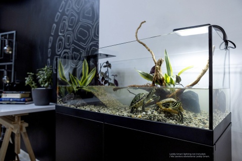 Aquael AquaTerrarium 80 dla żółwi i krabów z filtrem
